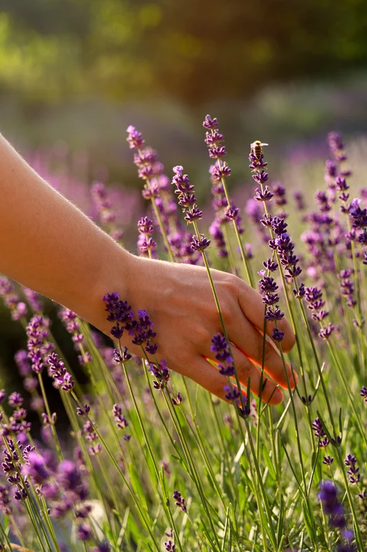 lavanda mano